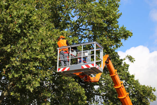 Best Dead Tree Removal  in Goose Creek Village, VA